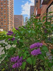 Purple flower lilac bush with purple flowers. The bush is in front of a building near entrance in the courtyard of the house in residential complex. focus on back