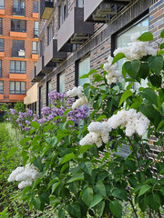 Row of white flowers lilac are growing on a brick wall. The wall is brown near entrance in the courtyard of the house in residential complex