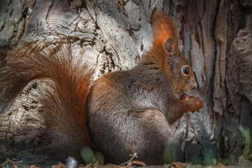 Fressendes Eichh&ouml;rnchen im Park am Baum