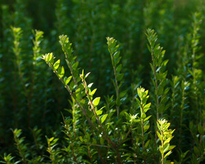 Boxwood growing twigs