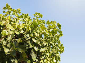 lush foliage of ivy vines