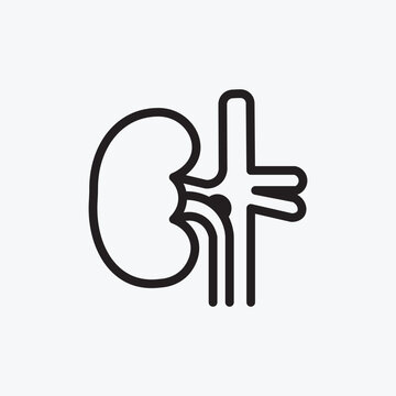 Human Kidney Organ Outline Icon