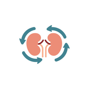 Kidney Health and Function with Circular Arrows