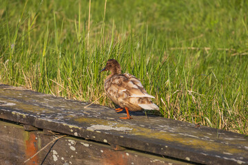A Mallard duck likely female or juvenile walks along a wooden bank in Volendam. Fresh, green spring grass is in the background.