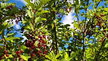 Hills with meadows and forests.