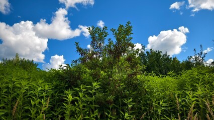 Hills with meadows and forests.