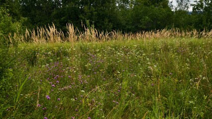 Hills with meadows and forests.