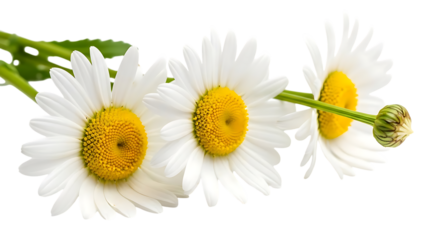 Three white daisies with yellow centers on a black background close up