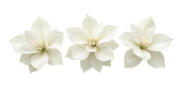 Three White Poinsettia Flowers Isolated on White Background