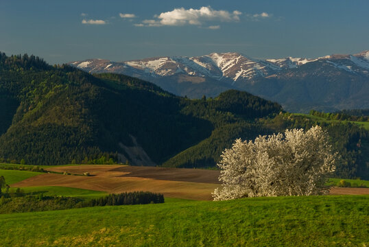 View of rolling green hills meeting dark forests under a bright sky, with snowy mountains in the distance, Povraznik, Banska Bystrica Region, Slovakia.