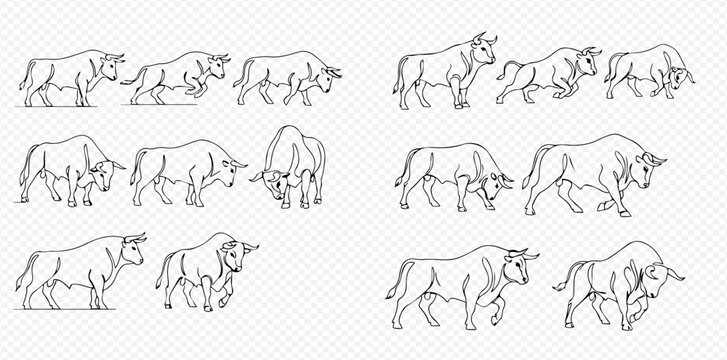 Set of various bull poses, hand-drawn outline illustrations in different actions and expressions.
