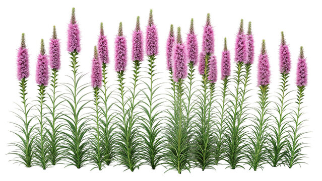 Dense Blazing Star Gayfeather Wildflowers Vector Graphic on White Background