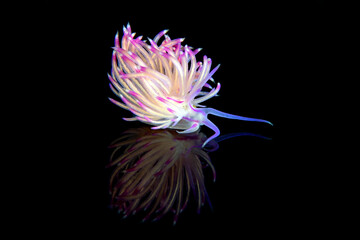 Unidentia sandramillenae nudibranch from Lembeh, Indonesia