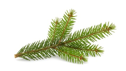 branch of fir tree