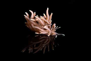 Phyllodesmium briareum nudibranch from Lembeh, Indonesia