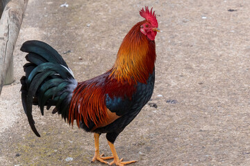 Colorful domestic rooster standing on concrete looking alert, portraying farm animal and poultry themes