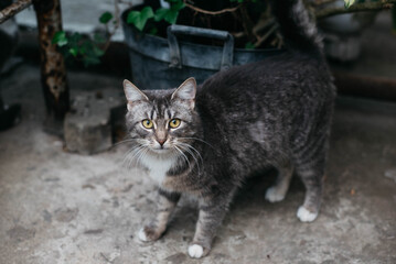A cute tabby cat with a white breast and paws stands and looks at you. 