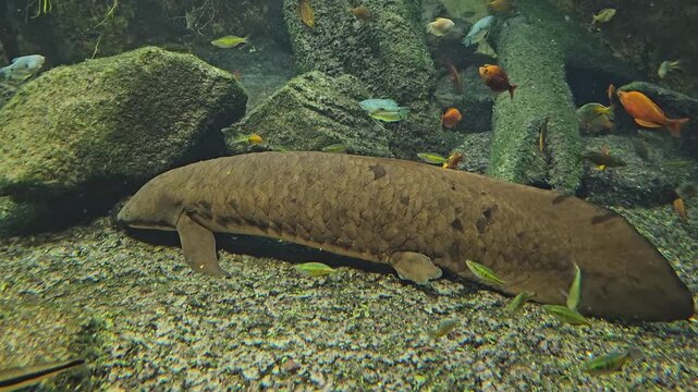 close up of a Queensland lungfish resting on the sea ground with full body view underwater.