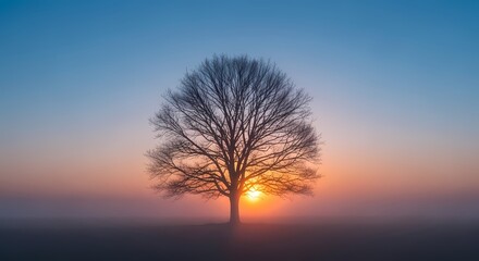 Solitary bare tree silhouetted against a vibrant sunrise sky