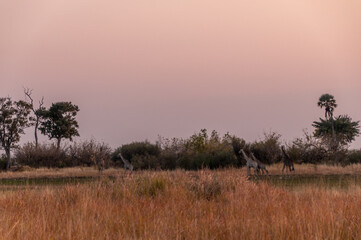Obraz premium Telephoto of Angolan Giraffe - Giraffa giraffa angolensis- roaming the Okavango Delta in Botswana around sunset