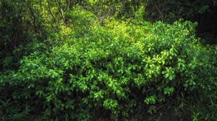 Fototapeta premium A dense thicket of thorny bushes in the natural environment