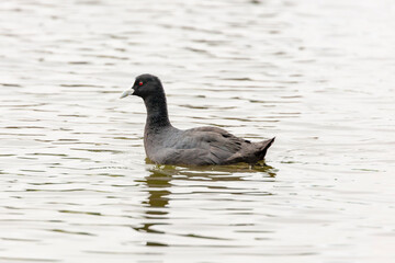 Photograph of a black Australasian Swamphen waterfowl paddling in a freshwater lake while looking for food in regional Australia.