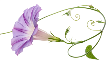 Creeping flower Morning Glory isolated on transparent background