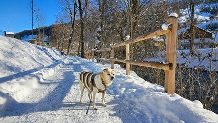 Hund beim Winterspaziergang 