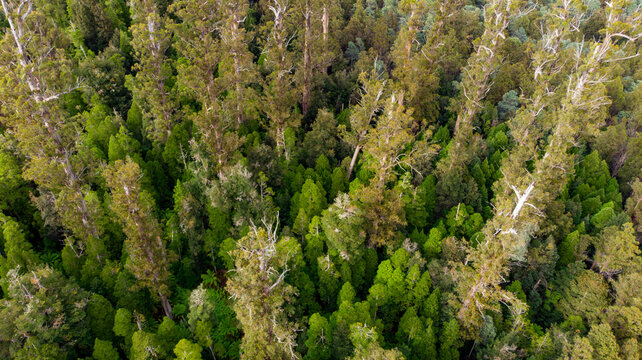 Aerial view of lush, ancient trees casting shadows across the forest floor of Styx Tall Trees Forest Reserve, Styx, Tasmania, Australia.