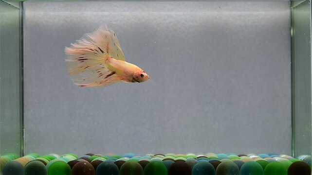 Betta fish fancy orange vanda halfmoon long tails from Thailand, Siamese fighting fish on isolated Grey background.