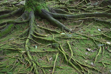 tree roots in the forest