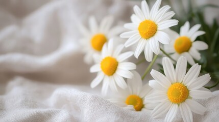 Close up view of delicate white chamomile flowers blooming