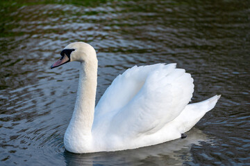 A mute swan in winter - Male. Swimming in fresh water