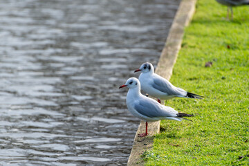 Two black headed gulls in winter plumage
