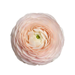 Beautiful pale pink ranunculus flower head with delicate concentric petals in a top view, isolated on a transparent background for elegant floral design, wedding decor, and botanical art.