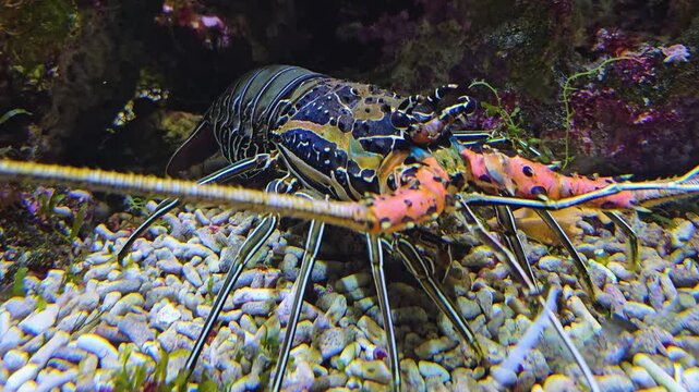 Close up of a colorful lobster standing up and moving around his legs on ther sea ground underwater