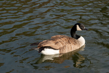 A Canada goose swimming on a lake in winter