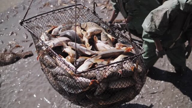 Abundant carp fish catch. Fish flies beautifully in slow motion into the net