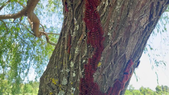 &Aacute;rbol cubierto de orugas espinosas de color naranja en el sur de Chile.