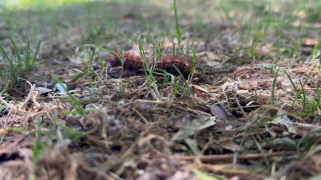 Oruga espinosa chilena arrastr&aacute;ndose por el suelo.