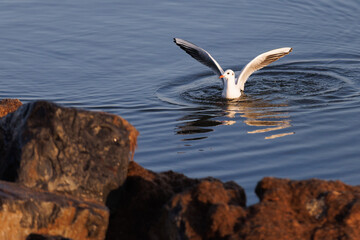 Seagull takes flight from calm waters by rocky shore