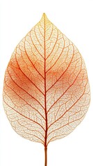 Obraz premium Intricate Leaf Veins on White Background