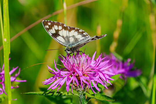  Schachbrettfalter Schmetterling