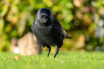 western jackdaw (Coloeus monedula) on the East Frisian island of Norderney, Germany