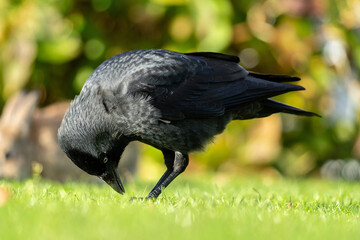 western jackdaw (Coloeus monedula) on the East Frisian island of Norderney, Germany