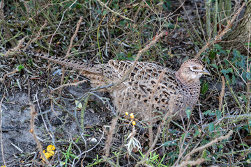female common pheasant (Phasianus colchicus) on the East Frisian island of Norderney, Germany