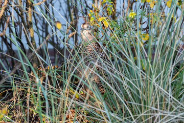 female common pheasant (Phasianus colchicus) on the East Frisian island of Norderney, Germany