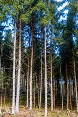 Viel Totholz in einem Fichtenwäldchen