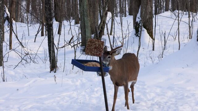 Whitetail deer (odocoileus virginianus) buck walking up on a bird feeder during winter on the snow covered forest in Wisconsin