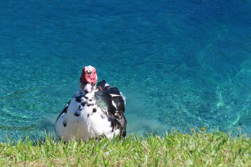 Muscovy duck at the pond in Florida nature, closeup 